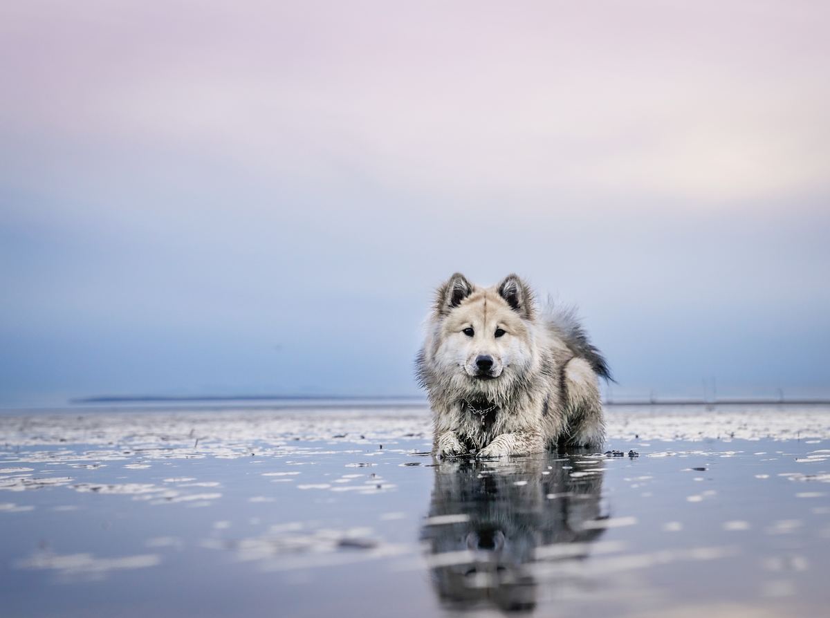 dog-sitting-on-beach-off-leash-sand