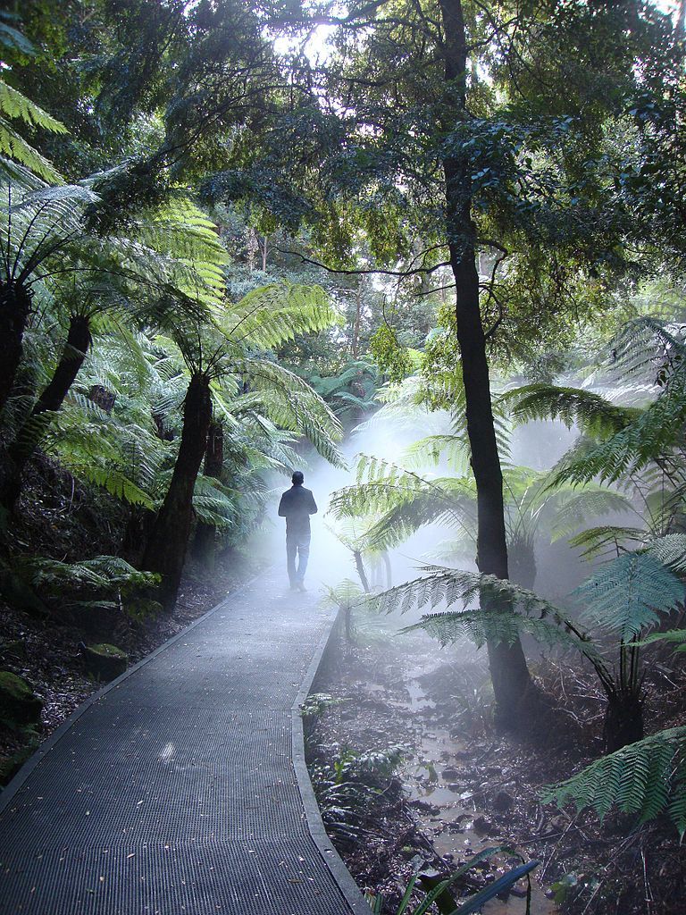 Australian_National_Botanic_Gardens_rainforest_mist_walk_01